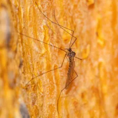 Winter Gnat thumbnail 4