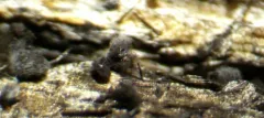 Enerthenema melanospermum thumbnail 1