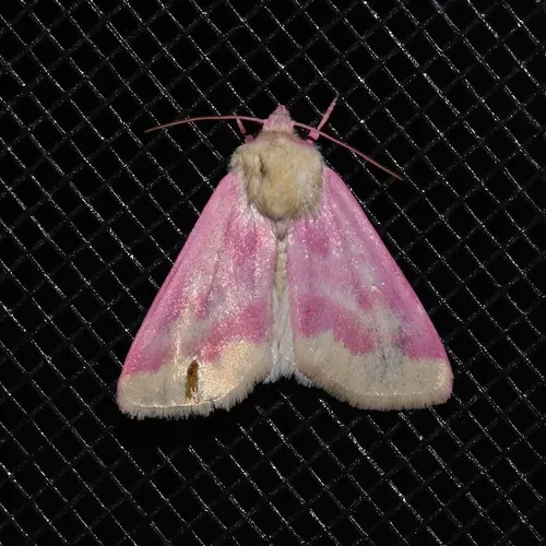 Primrose Moth