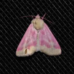 Primrose Moth thumbnail 1