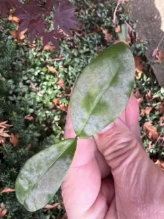 Pseudoidium vincae thumbnail 2