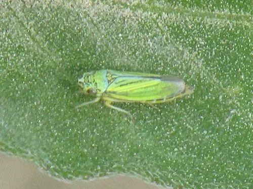 Graphocephala lugubris