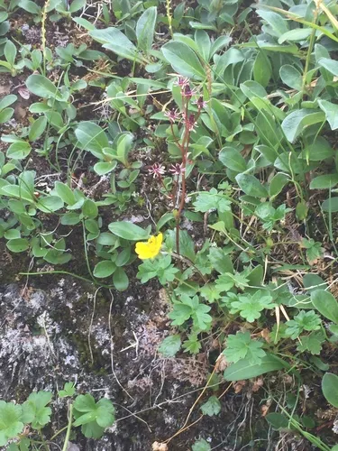 Porsild's saxifrage