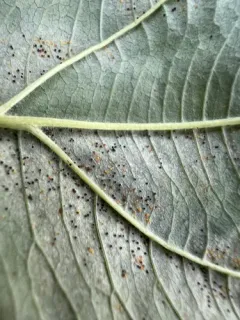 Phyllactinia corni thumbnail 4