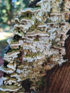Rigidoporus cuneatus thumbnail 4