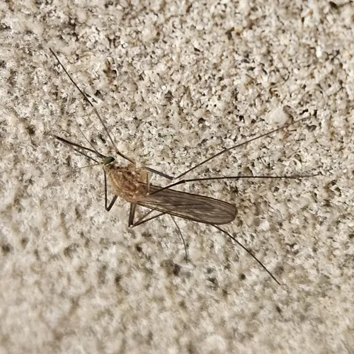 Common house mosquito
