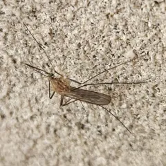 Common house mosquito thumbnail 1