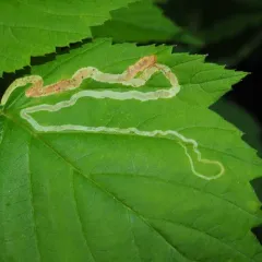 Agromyza vockerothi thumbnail 2