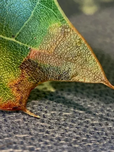 Stigmella altella