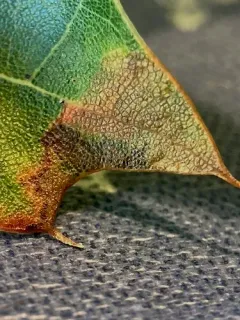 Stigmella altella thumbnail 1