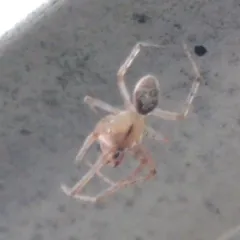 Red-sided Sector Spider thumbnail 2