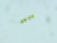 Cosmarium moniliforme thumbnail 2