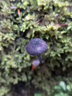 Entoloma subeuchroum thumbnail 4