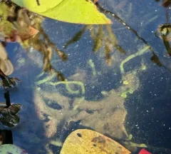 Lake Sponge thumbnail 3