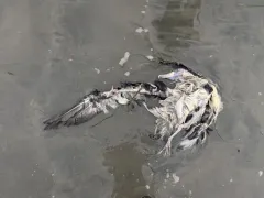 Laysan Albatross thumbnail 4