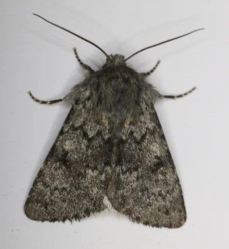 Lasionycta phoca