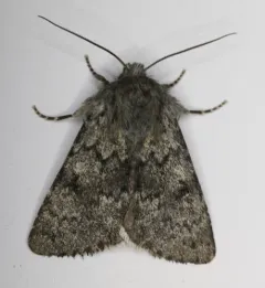 Lasionycta phoca thumbnail 1