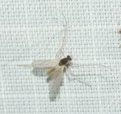 Phaenopsectra punctipes thumbnail 2