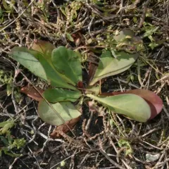 Western Marsh Rosemary thumbnail 4