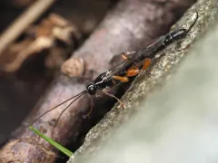 Clistopyga recurva thumbnail 3