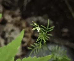 Sand Bittercress thumbnail 4