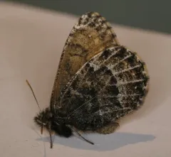 White-veined Arctic thumbnail 3