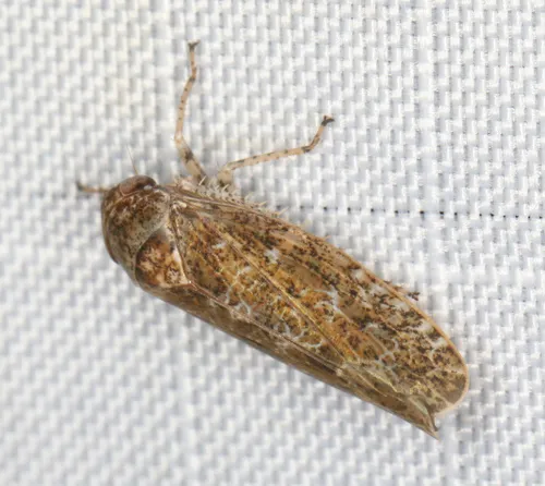 Allygidius atomarius