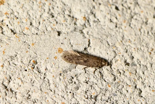 Bryotropha branella