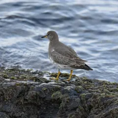 Surfbird thumbnail 4