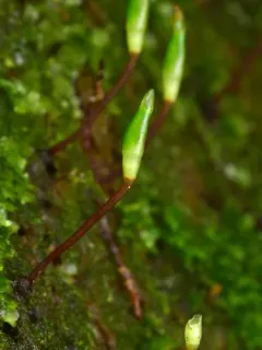 Buxbaumia Moss thumbnail 3