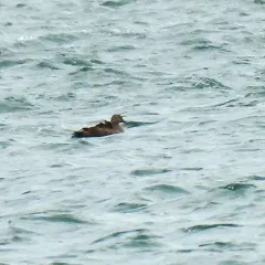 King Eider thumbnail 4