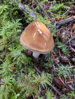 Cortinarius brunneoalbus thumbnail 4