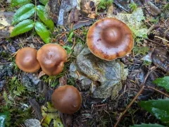 Cortinarius illuminus thumbnail 3