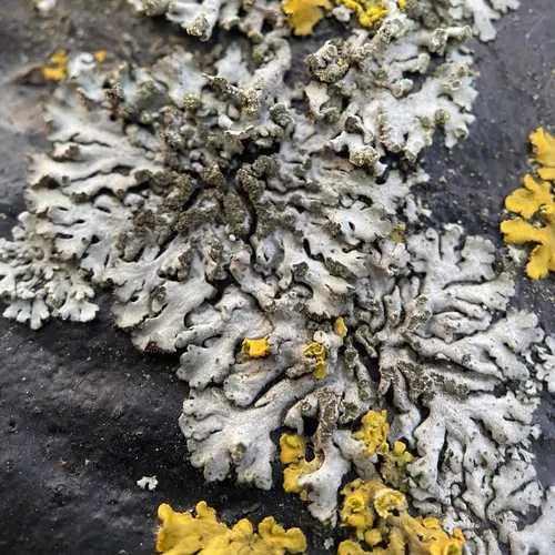 Mealy Shadow Lichen