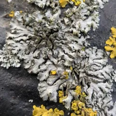 Mealy Shadow Lichen thumbnail 1