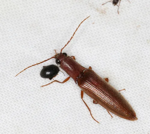 Proludius pyrros