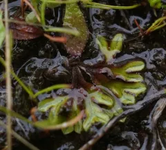 Campbell crystalwort thumbnail 3