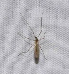 Cheilotrichia stigmatica thumbnail 4