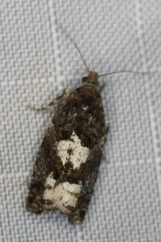 Epinotia sperana