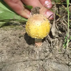 Yellow American Blusher thumbnail 3