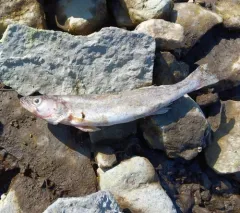 Sauger thumbnail 2