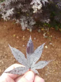 Sawadaea polyfida thumbnail 4