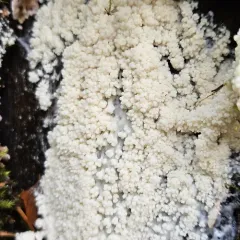 Tapioca Slime Mold thumbnail 4
