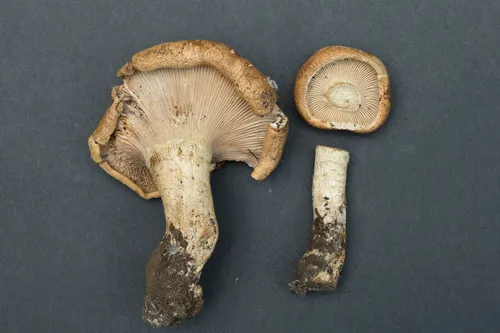 Cleistocybe gomphidioides