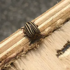 Colorado Potato Beetle thumbnail 2