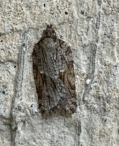 Acleris ptychogrammos