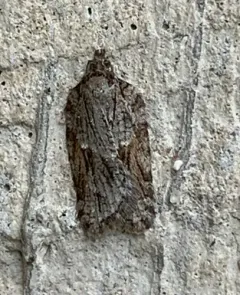 Acleris ptychogrammos thumbnail 1