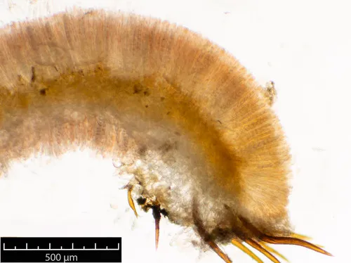 Scutellinia hirta