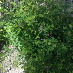 violet bush clover thumbnail 3