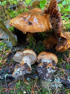 Thaxterogaster multiformis thumbnail 3